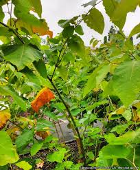 Attēlu rezultāti vaicājumam “Reynoutria sachalinensis leaf”