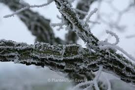Attēlu rezultāti vaicājumam “Ulmus minor f. suberosa”