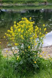 Attēlu rezultāti vaicājumam “Barbarea vulgaris subsp. arcuata flower”