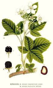Attēlu rezultāti vaicājumam “Rubus plicatus”