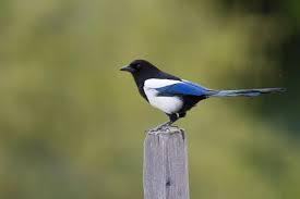 Attēlu rezultāti vaicājumam “Pica pica adult”