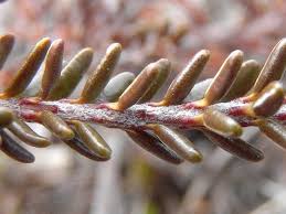 Attēlu rezultāti vaicājumam “Empetraceae”