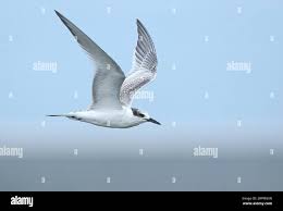 Attēlu rezultāti vaicājumam “Sterna sandvicensis”