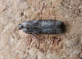 Attēlu rezultāti vaicājumam “Phycita roborella”