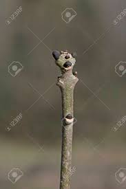 Attēlu rezultāti vaicājumam “Fraxinus excelsior bud”