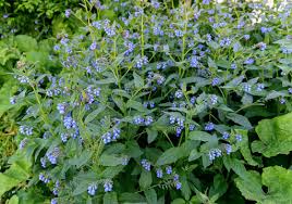 Attēlu rezultāti vaicājumam “Symphytum asperum flower”