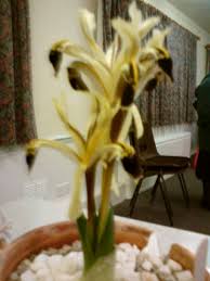 Attēlu rezultāti vaicājumam “Iris rosenbachiana flower”