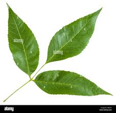 Attēlu rezultāti vaicājumam “Fraxinus excelsior leaf”