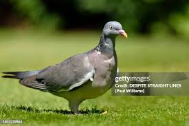 Attēlu rezultāti vaicājumam “Columba palumbus adult”