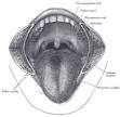 Fungiform papilla - Wikipedia, the free encyclopedia
