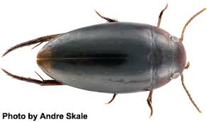 Attēlu rezultāti vaicājumam “Dytiscidae”