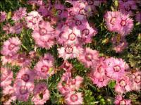 Image result for Dianthus gratianopolitanus