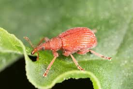 Attēlu rezultāti vaicājumam “Apion sp.”