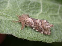 Attēlu rezultāti vaicājumam “Hepialidae”