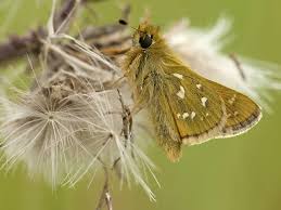 Attēlu rezultāti vaicājumam “Hesperia comma”