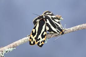 Attēlu rezultāti vaicājumam “Parasemia plantaginis”