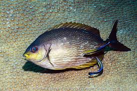 Image result for Siganus rivulatus