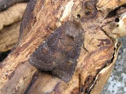 Attēlu rezultāti vaicājumam “Rusina ferruginea female”