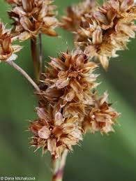 Attēlu rezultāti vaicājumam “Luzula multiflora”