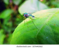 Attēlu rezultāti vaicājumam “Dolichopodidae”