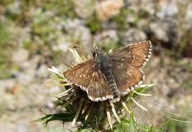 Attēlu rezultāti vaicājumam “Pyrgus alveus upperside”