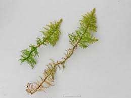 Attēlu rezultāti vaicājumam “Thuidium recognitum”