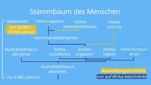 Image result for Evolution Stammbaum