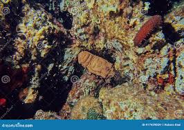 Image result for Scyllarides latus