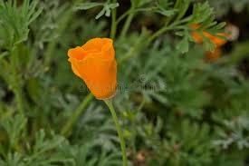 Attēlu rezultāti vaicājumam “Eschscholzia californica leaf”