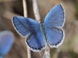 Attēlu rezultāti vaicājumam “Everes argiades”