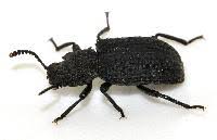 Attēlu rezultāti vaicājumam “Bolitophagus reticulatus”