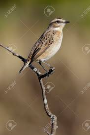 Attēlu rezultāti vaicājumam “Saxicola rubetra”