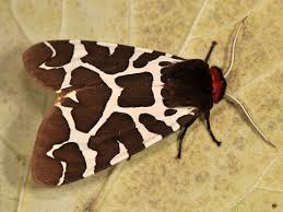 Attēlu rezultāti vaicājumam “Arctia caja”