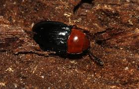 Attēlu rezultāti vaicājumam “Triplax russica”