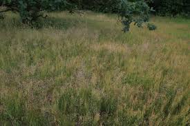 Attēlu rezultāti vaicājumam “Deschampsia flexuosa bud”