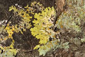 Attēlu rezultāti vaicājumam “Xanthoria polycarpa”