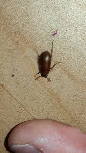 Attēlu rezultāti vaicājumam “Serica brunnea”