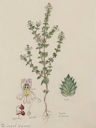 Image result for Euphrasia stricta