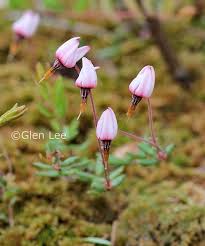 Attēlu rezultāti vaicājumam “Oxycoccus microcarpus”