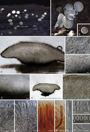 Attēlu rezultāti vaicājumam “Mollisia uda”