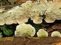 Attēlu rezultāti vaicājumam “Gloeophyllum trabeum”