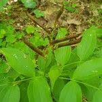 Attēlu rezultāti vaicājumam “Lathyrus vernus fruit”