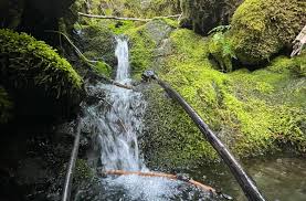 Attēlu rezultāti vaicājumam “Fissidens arnoldii sporophyte”