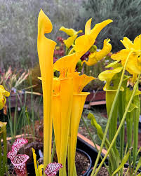 Attēlu rezultāti vaicājumam “Retinia resinella pupa”