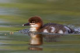 Attēlu rezultāti vaicājumam “Mergus merganser juvenile”