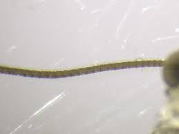 Attēlu rezultāti vaicājumam “Thera variata”