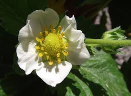Attēlu rezultāti vaicājumam “Fragaria x ananassa flower”