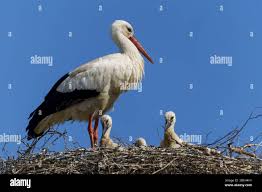 Attēlu rezultāti vaicājumam “Ciconia ciconia juvenile”