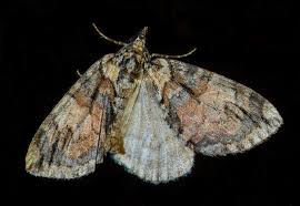 Attēlu rezultāti vaicājumam “Hydriomena furcata”