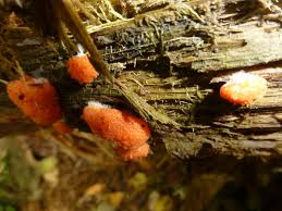 Attēlu rezultāti vaicājumam “Tubifera ferruginosa (subsp. ferruginosa) spores”